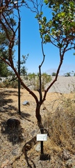 Arctostaphylos catalinae