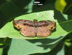 Zera tetrastigma erisichthon