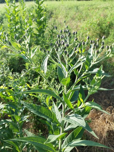 Western Ironweed