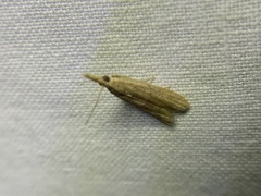 Macrorrhinia endonephele