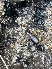 Nebria eschscholtzii