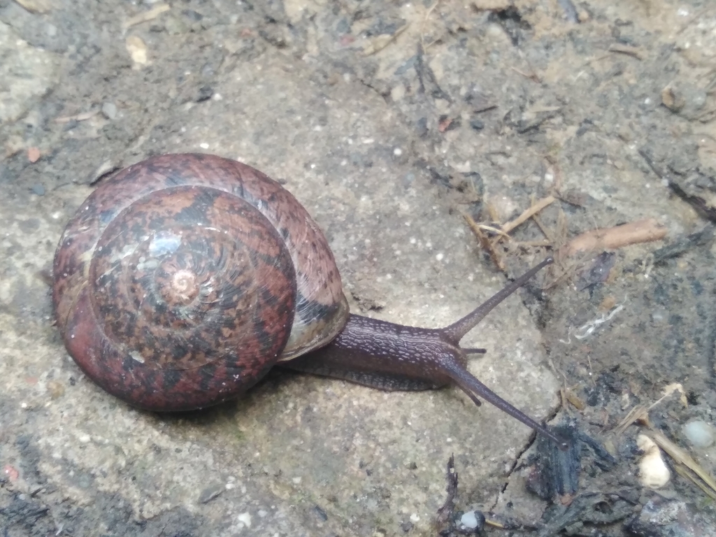 Drobacia banatica