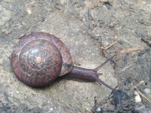 Drobacia banatica