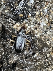 Nebria eschscholtzii