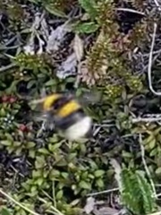 Bombus jonellus