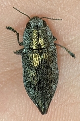 Poecilonota