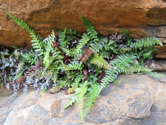 Blechnum punctulatum punctulatum