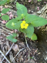 Chrysogonum