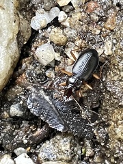 Nebria eschscholtzii