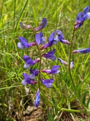 Vicia onobrychioides