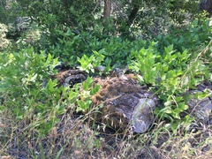 Calycanthus occidentalis
