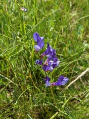 Vicia onobrychioides