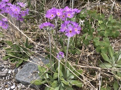 Primula laurentiana