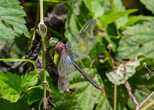 šidlo tmavé (Anax parthenope)