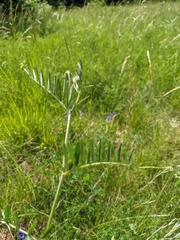 Vicia onobrychioides