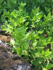 Calycanthus occidentalis