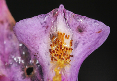 Calopogon tuberosus tuberosus