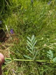 Vicia onobrychioides