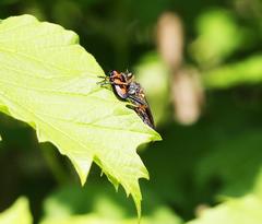 Pamponerus germanicus