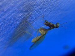 Dicromantispa interrupta