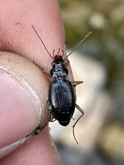 Nebria eschscholtzii