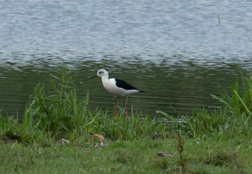 šišila bocianovitá (Himantopus himantopus)