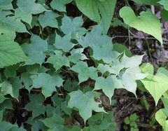 Acer laetum
