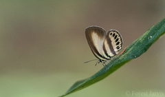 Nothodanis schaeffera