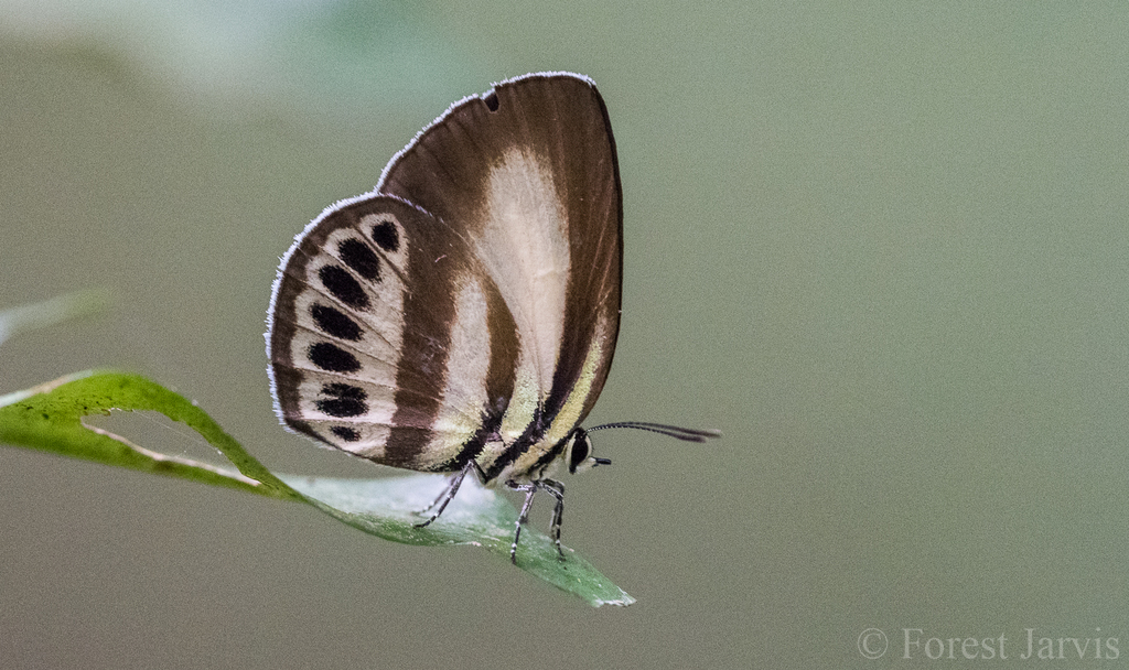 Dark Green-banded Blue