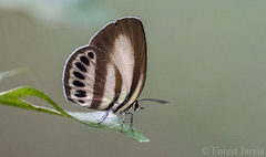 Nothodanis schaeffera