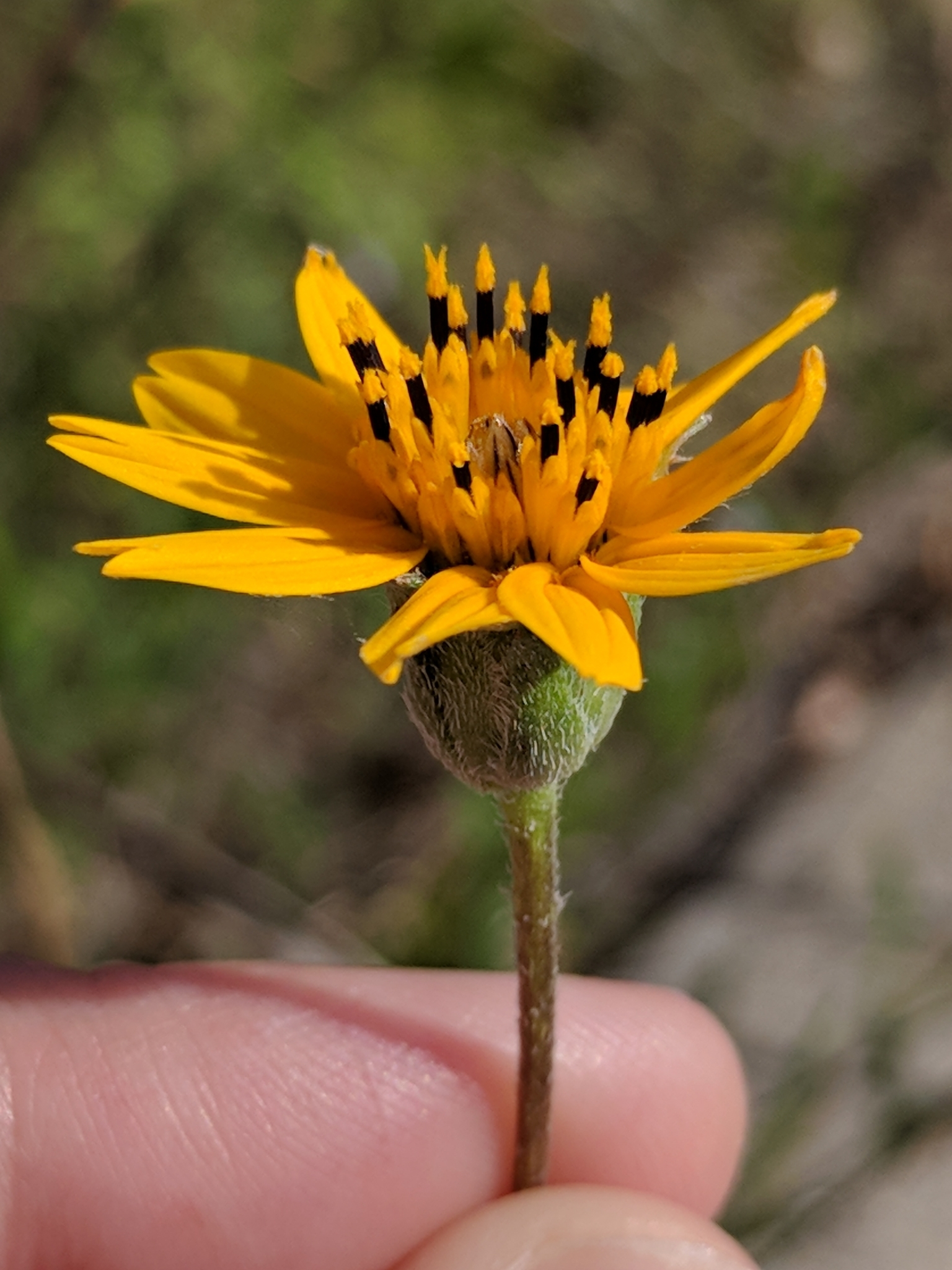 Zexmenia