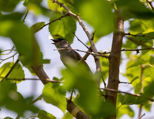 penica čiernohlavá (Sylvia atricapilla)