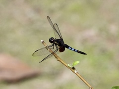 Erythrodiplax unimaculata