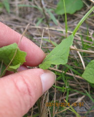 Physalis arenicola