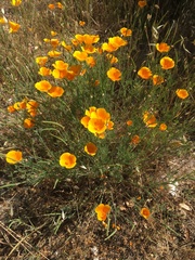 Eschscholzia californica californica