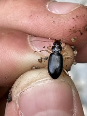 Nebria eschscholtzii