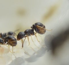 Temnothorax subditivus