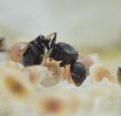 Temnothorax subditivus