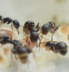 Temnothorax subditivus