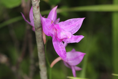 Calopogon tuberosus tuberosus