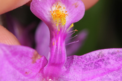 Calopogon tuberosus tuberosus