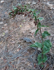 Epipactis helleborine tremolsii