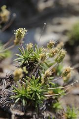 Plantago subulata