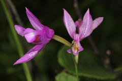 Calopogon tuberosus tuberosus