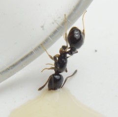 Temnothorax subditivus