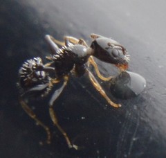 Temnothorax subditivus