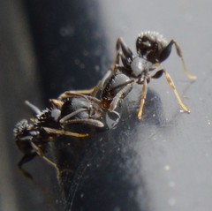 Temnothorax subditivus