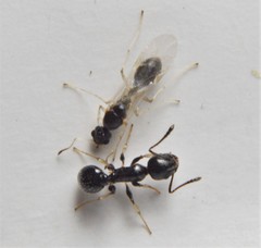 Temnothorax subditivus