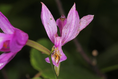 Calopogon tuberosus tuberosus