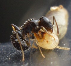 Temnothorax subditivus